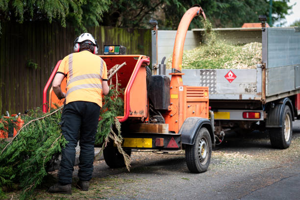 Tree Branch Trimming in Merrifield, VA